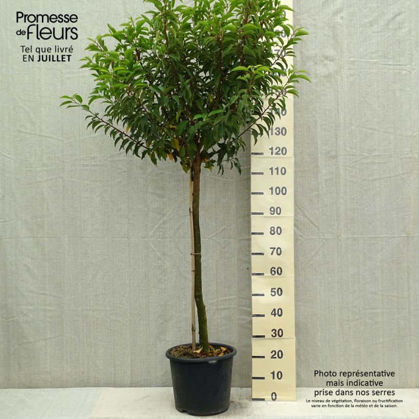 Amostra de Azereiro Myrtifolia Vaso de 12 L/15 L, Meia haste tal como entregue no verão