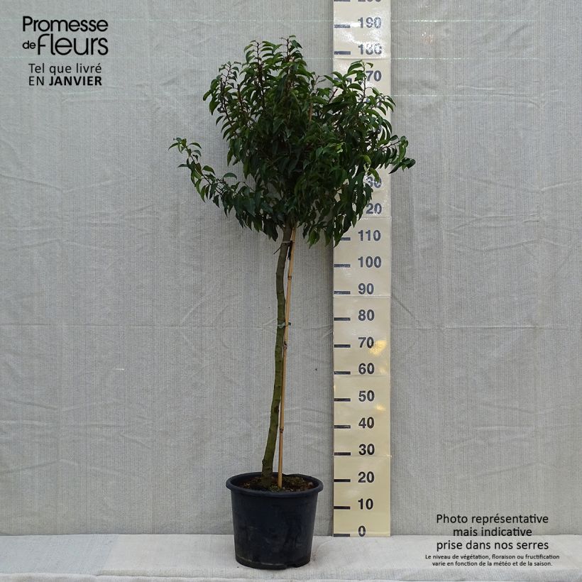 Amostra de Laurier du Portugal - Prunus lusitanica Myrtifolia Vaso de 12 L/15 L tal como entregue no inverno