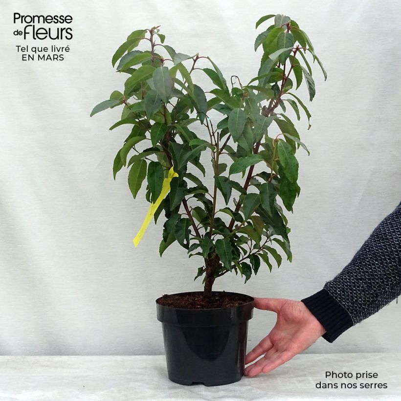 Amostra de Laurier du Portugal - Prunus lusitanica Vaso de 3 L/4 L tal como entregue no inverno