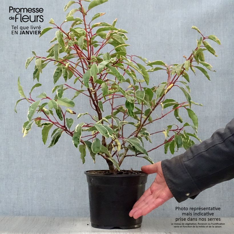 Amostra de Azereiro Variegata - Prunus lusitanica Vaso de 3 L/4 L tal como entregue no inverno