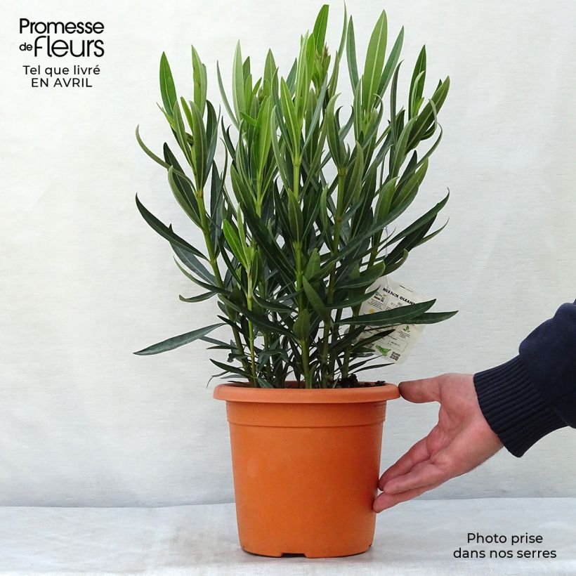 Amostra de Oleandro Angiolo Pucci Vaso de 3 L/4 L, Arbusto tal como entregue na primavera