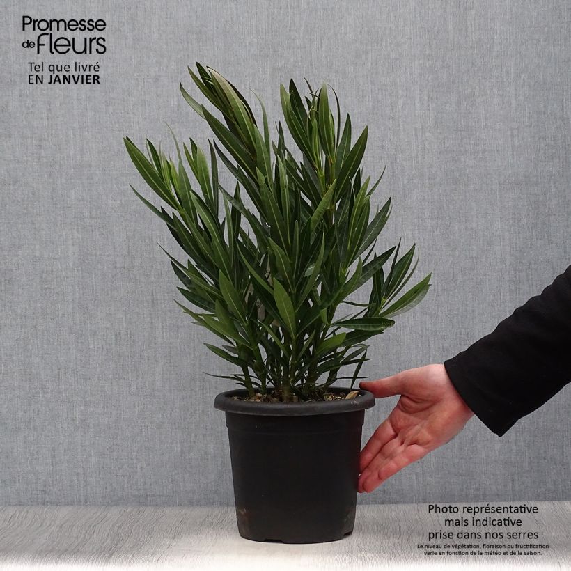 Amostra de Oleandro Angiolo Pucci Vaso de 3 L/4 L tal como entregue no inverno