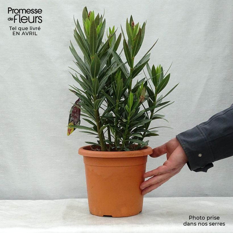 Amostra de Oleandro Emilie Vaso de 3 L/4 L, Arbusto tal como entregue na primavera