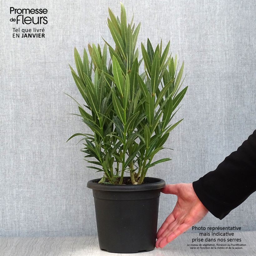 Amostra de Laurier rose Emilie - Nerium oleander Vaso de 3 L/4 L tal como entregue no inverno