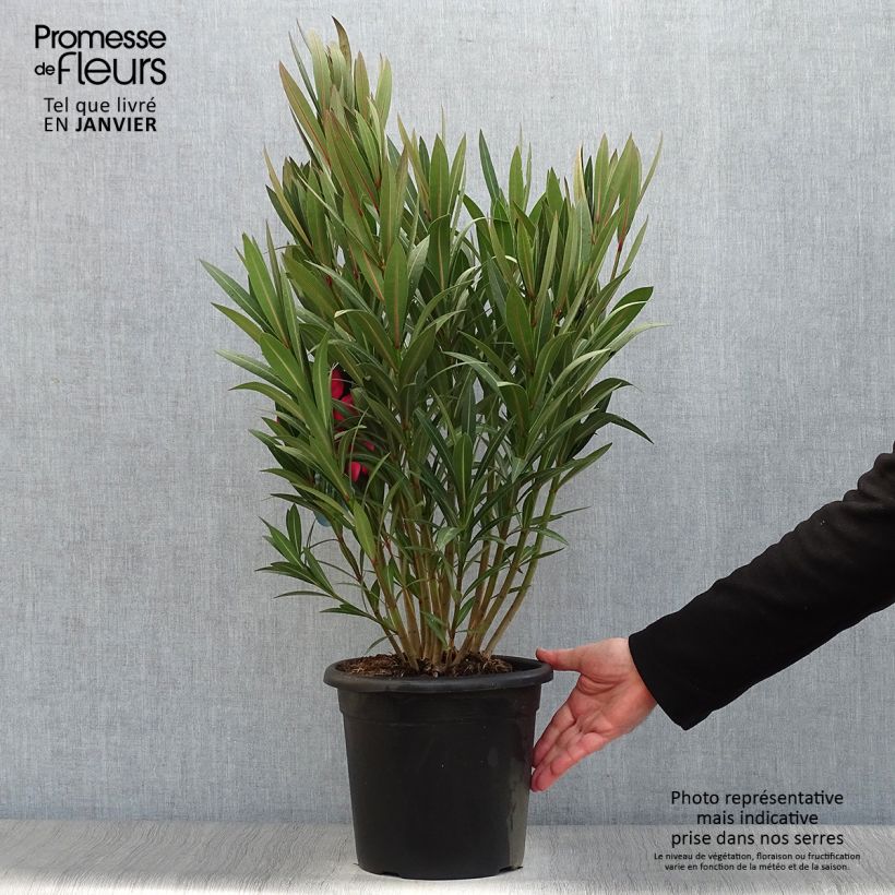 Amostra de Laurier rose Italia - Nerium oleander Vaso de 3 L/4 L tal como entregue no inverno