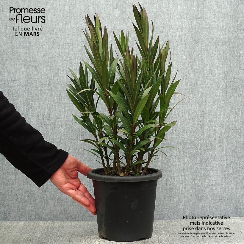 Amostra de Oleandro Italia Vaso de 3 L/4 L, Arbusto tal como entregue na primavera