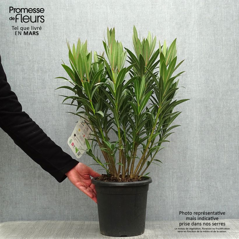 Amostra de Laurier rose Italia - Nerium oleander Vaso de 7,5 L/10 L tal como entregue na primavera