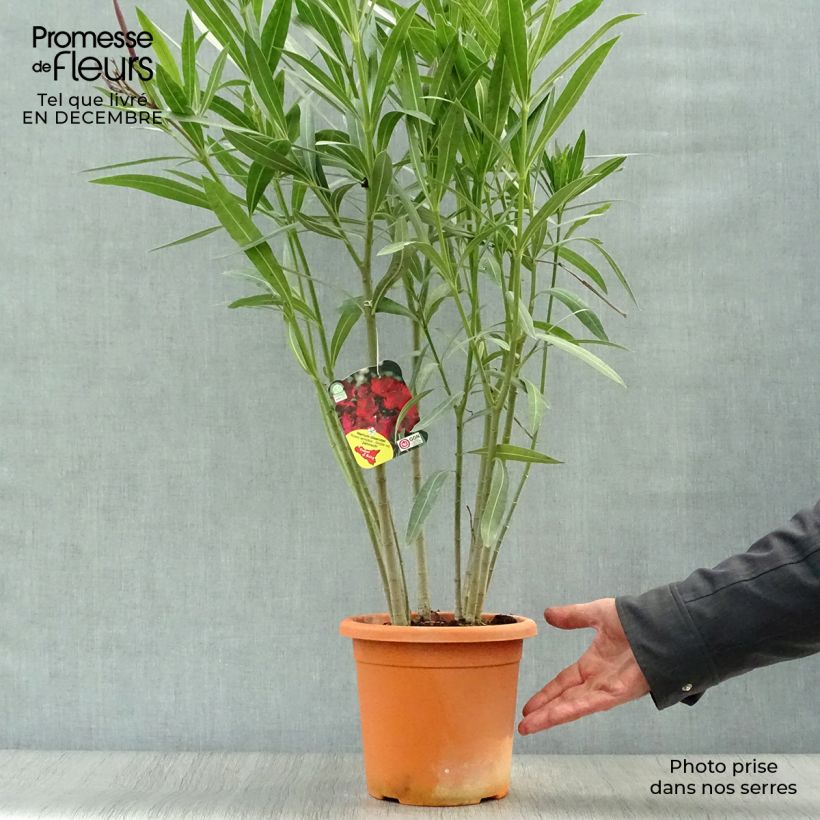 Amostra de Laurier rose Jannoch - Nerium oleander Vaso de 3 L/4 L tal como entregue no inverno