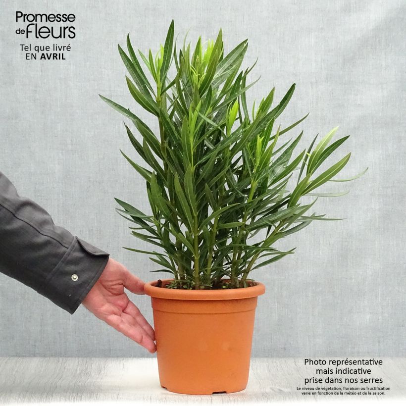 Amostra de Oleandro Luteum Plenum Vaso de 3 L/4 L, Arbusto tal como entregue na primavera