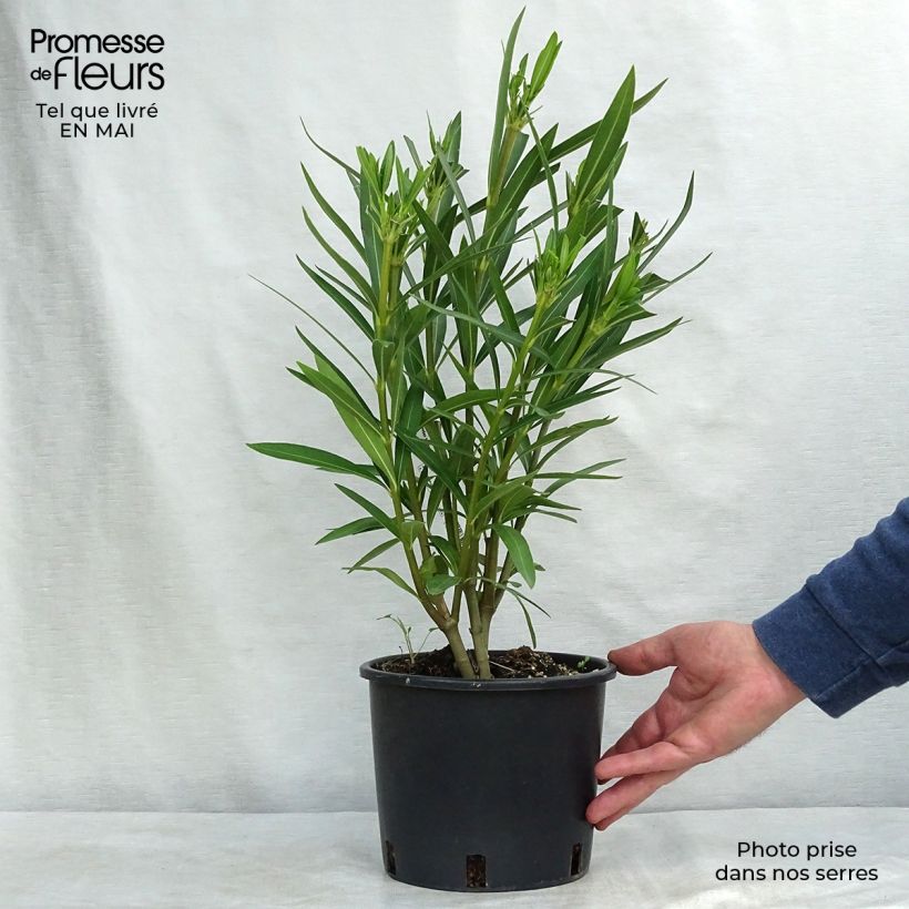 Amostra de Oleandro Branco Vaso de 2 L/3 L, Arbusto tal como entregue na primavera