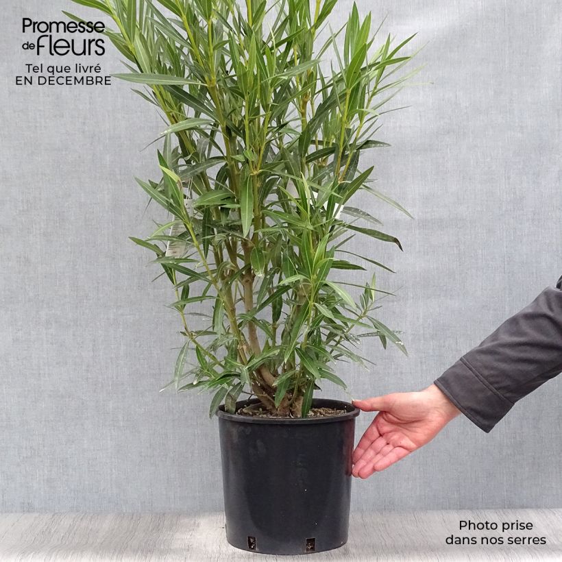 Amostra de Laurier rose - Nerium oleander Blanc Vaso de 6 L/7 L tal como entregue no inverno