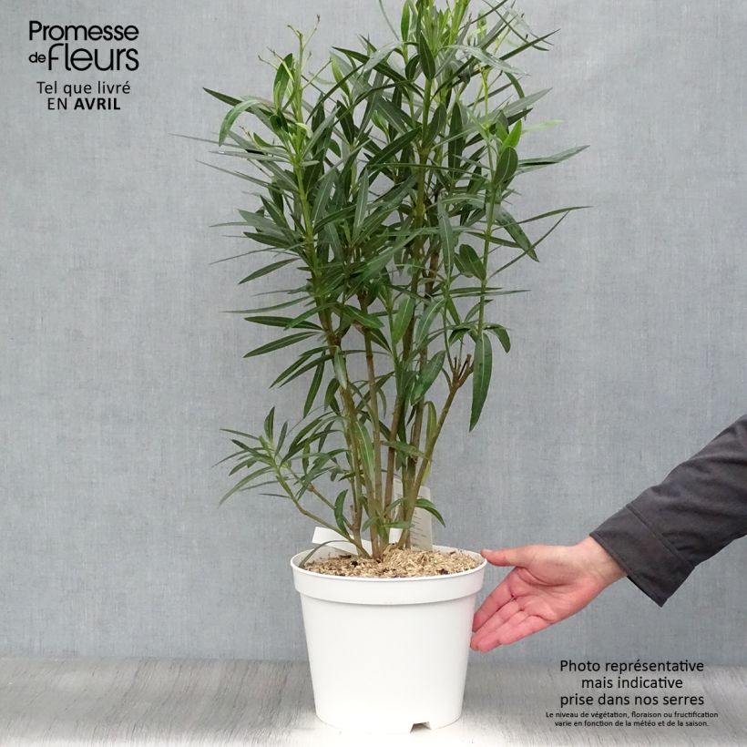 Amostra de Oleandro Branco Vaso de 6 L/7 L tal como entregue na primavera