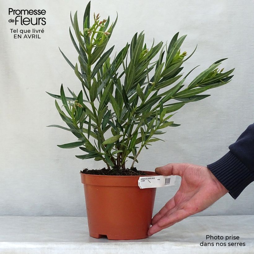 Amostra de Oleandro Amarelo Vaso de 2 L/3 L, Arbusto tal como entregue na primavera