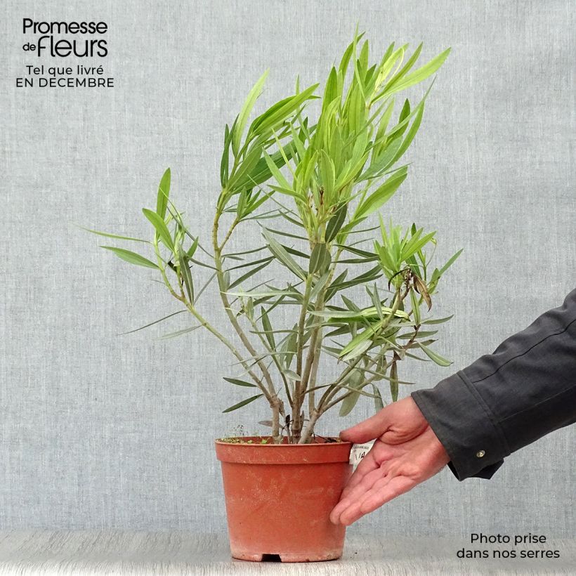 Amostra de Laurier rose - Nerium oleander Jaune Vaso de 2 L/3 L tal como entregue no inverno