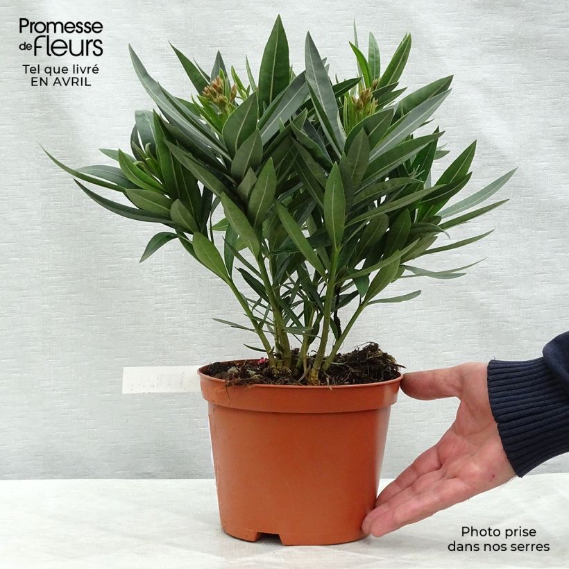 Amostra de Iris germanica Fashion Statement Vaso de 8/9 cm tal como entregue na primavera