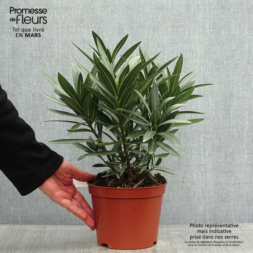 Amostra de Oleandro Vermelho Duplo Vaso de 2 L/3 L tal como entregue na primavera