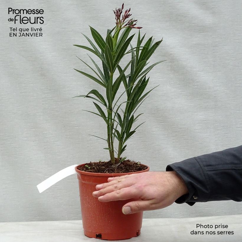 Amostra de Oleandro Vermelho Simples Vaso de 2 L/3 L tal como entregue no inverno