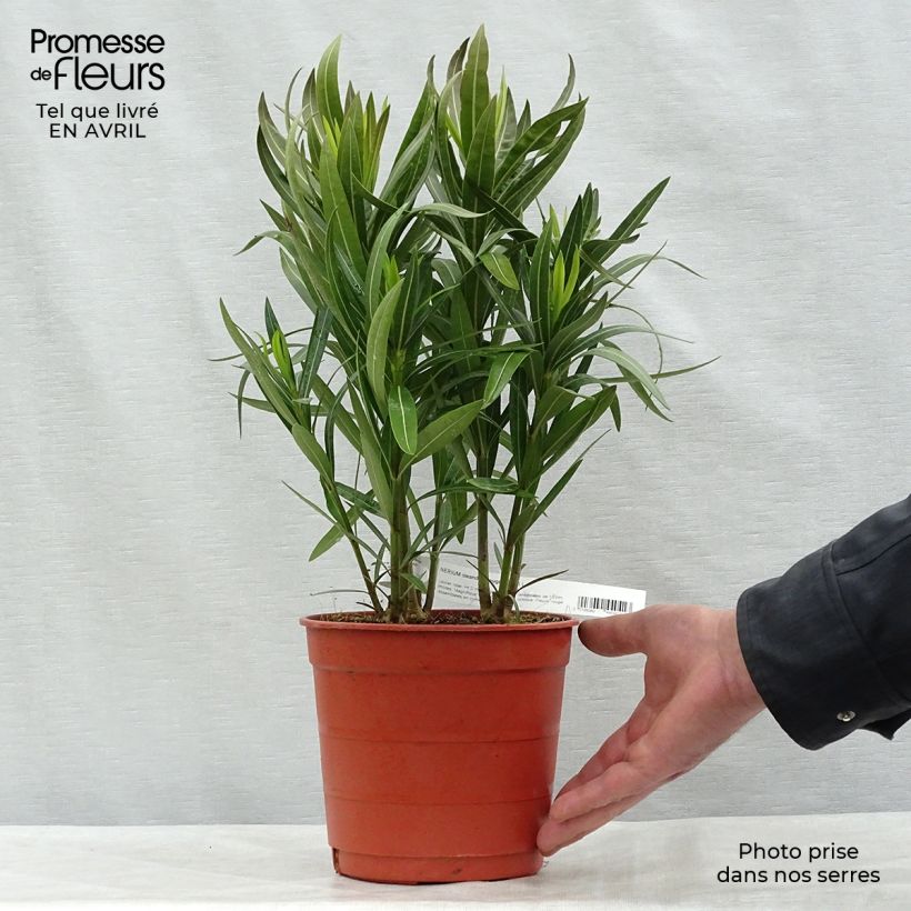 Amostra de Oleandro Vermelho Simples Vaso de 2 L/3 L, Arbusto tal como entregue na primavera