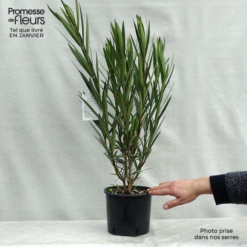 Amostra de Laurier rose - Nerium oleander Saumon Vaso de 2 L/3 L tal como entregue no inverno