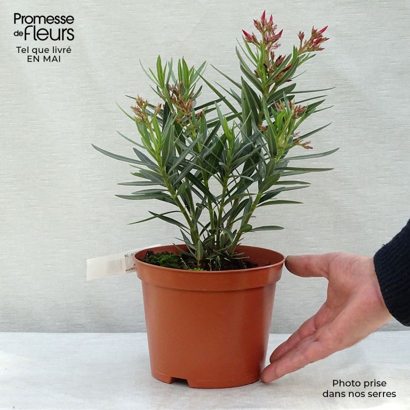 Amostra de Oleandro Salmão Vaso de 2 L/3 L, Arbusto tal como entregue na primavera