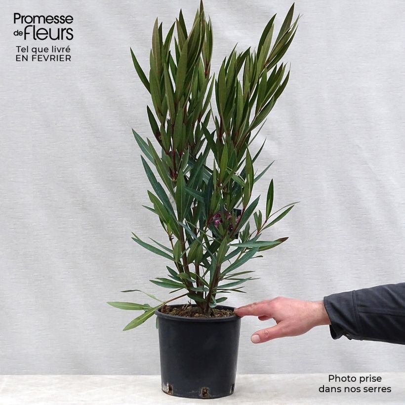 Amostra de Laurier rose - Nerium oleander Rose Vaso de 2 L/3 L tal como entregue no inverno