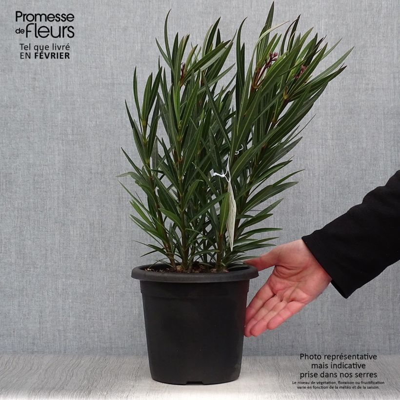 Amostra de Laurier rose Papa Gambetta - Nerium oleander Vaso de 2 L/3 L tal como entregue no inverno