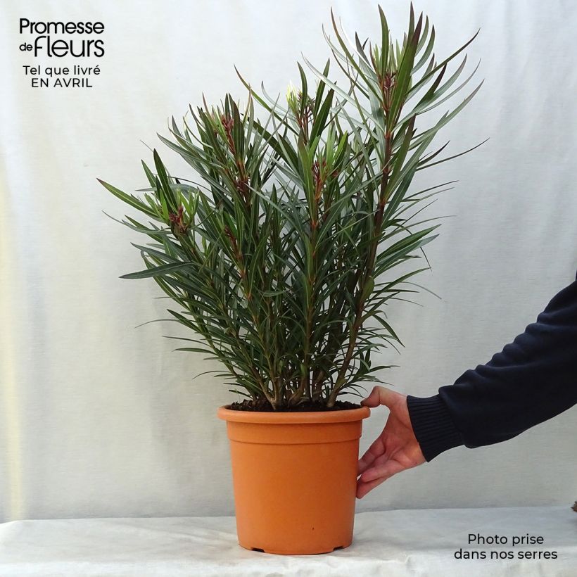 Amostra de Oleandro Papa Gambetta Vaso de 2 L/3 L, Arbusto tal como entregue na primavera