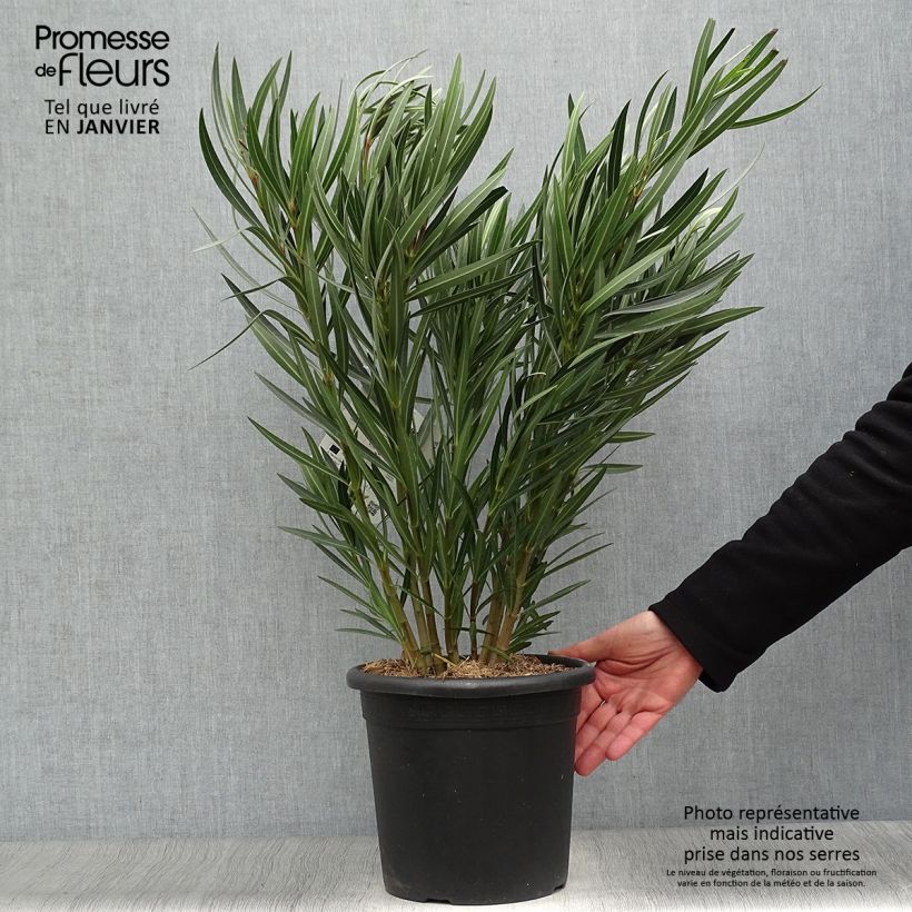 Amostra de Laurier rose Papa Gambetta - Nerium oleander Vaso de 7,5 L/10 L tal como entregue no inverno