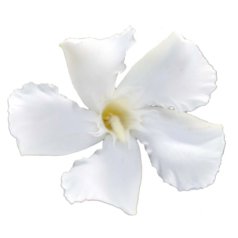 Oleandro Soeur Agnes (Floração)