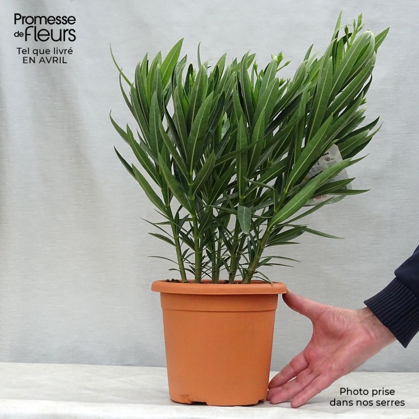 Amostra de Oleandro Soeur Agnes Vaso de 3 L/4 L, Arbusto tal como entregue na primavera