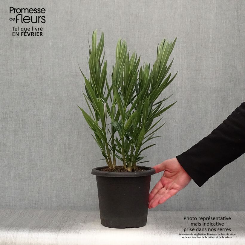 Amostra de Laurier rose Soeur Agnes - Nerium oleander Vaso de 3 L/4 L tal como entregue no inverno