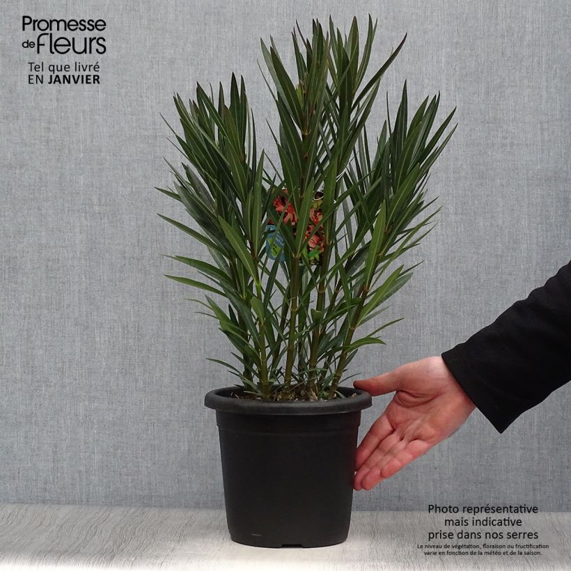 Amostra de Laurier rose Soleil Levant - Nerium oleander Vaso de 3 L/4 L tal como entregue no inverno