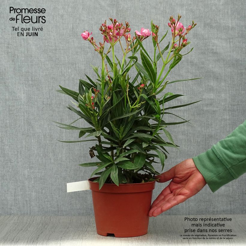 Amostra de Oleandro Duplo Roseum Plenum Vaso de 2 L/3 L, Arbusto tal como entregue no verão