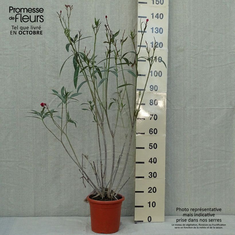 Amostra de Oleandro Duplo Roseum Plenum Vaso de 7,5 L/10 L tal como entregue no outono