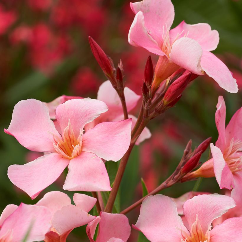 Oleandro Tito Poggi - Nerium oleander (Floração)