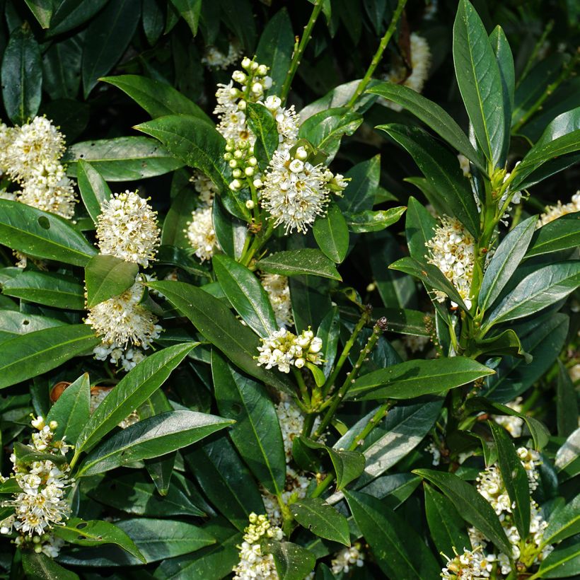 Loureiro De Jerusalem - Laurus nobilis (Floração)
