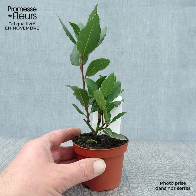 Amostra de Loureiro - Laurus nobilis Vaso de 8/9 cm tal como entregue no outono