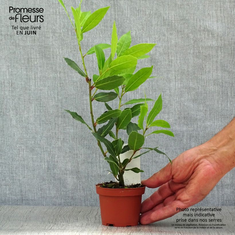 Amostra de Loureiro - Laurus nobilis Vaso de 10 cm/11 cm tal como entregue no verão