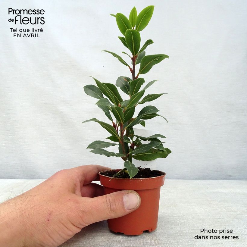 Amostra de Loureiro - Laurus nobilis Vaso de 10 cm/11 cm tal como entregue na primavera