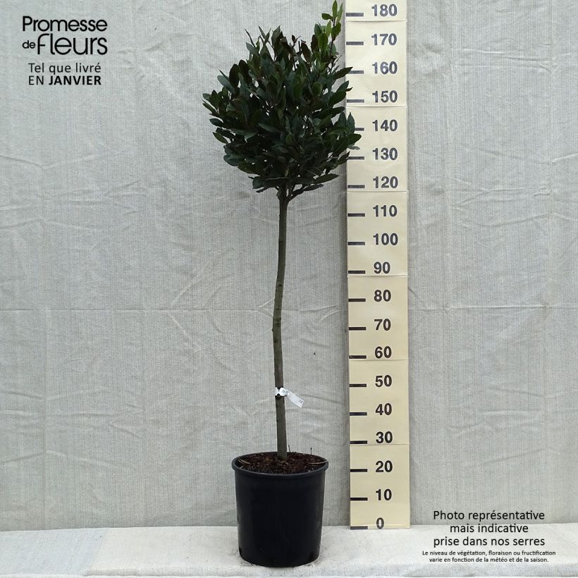 Amostra de Laurier sauce - Laurus nobilis  Vaso de 12 L/15 L tal como entregue no inverno