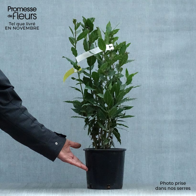 Amostra de Loureiro - Laurus nobilis Vaso de 2 L/3 L tal como entregue no outono