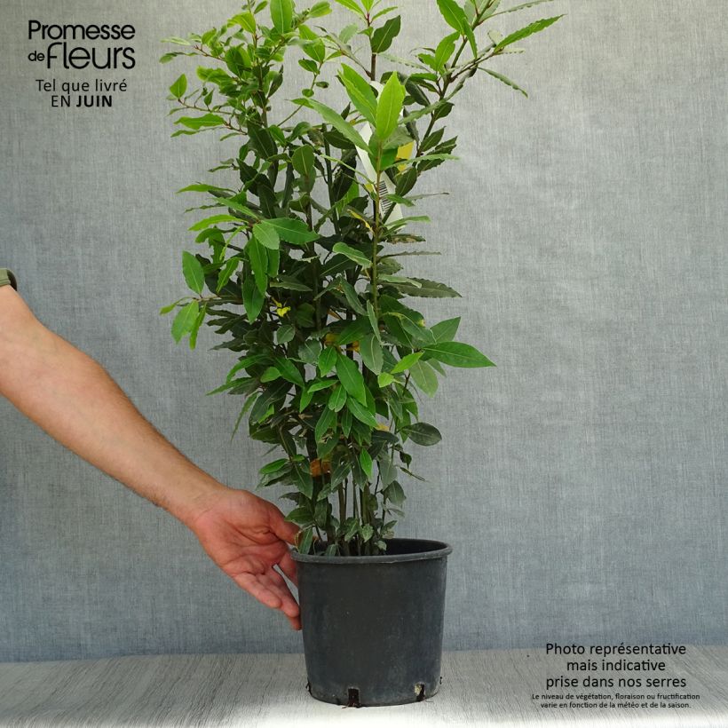 Amostra de Loureiro - Laurus nobilis Vaso de 2 L/3 L tal como entregue no verão