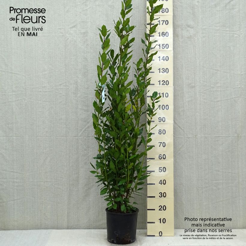 Amostra de Loureiro - Laurus nobilis Vaso de 7,5 L/10 L tal como entregue na primavera