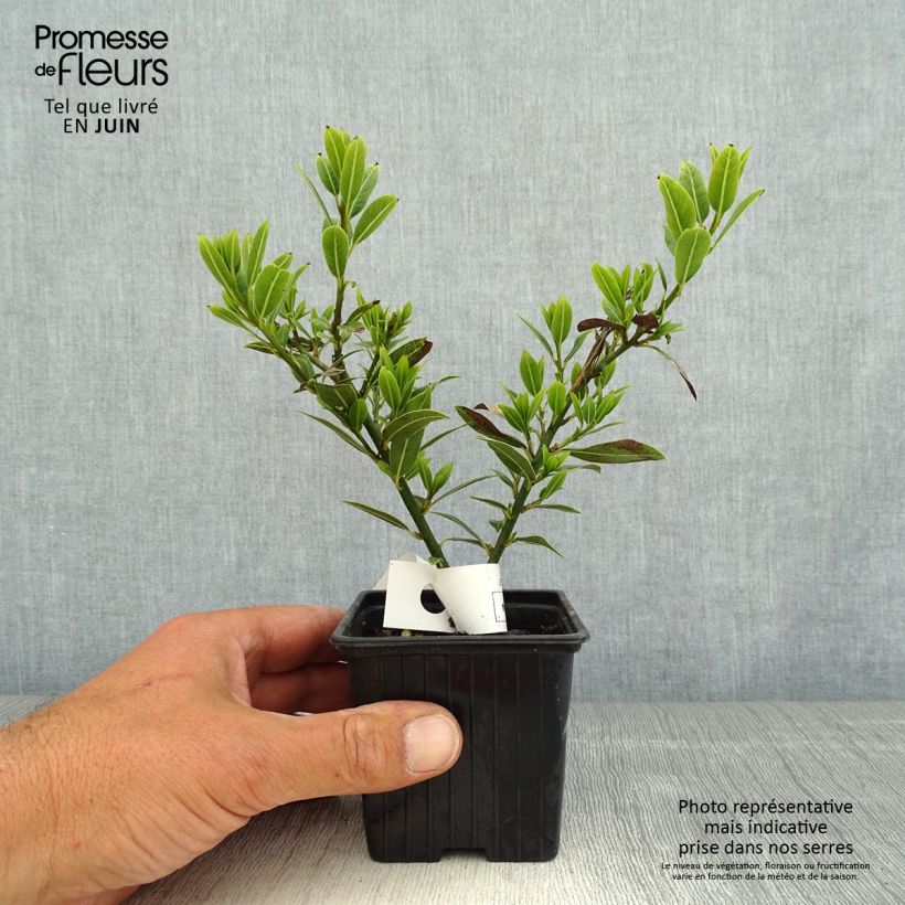 Amostra de Loureiro Little Laura Vaso de 8/9 cm tal como entregue na primavera