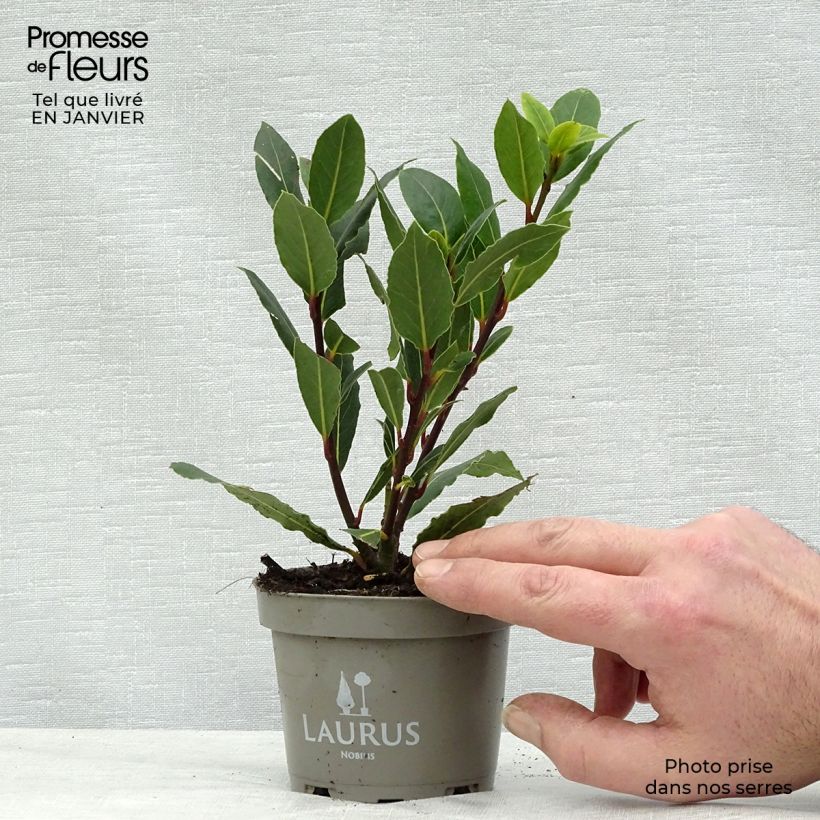 Amostra de Laurier sauce - Laurus nobilis  Vaso de 10 cm/11 cm tal como entregue no inverno