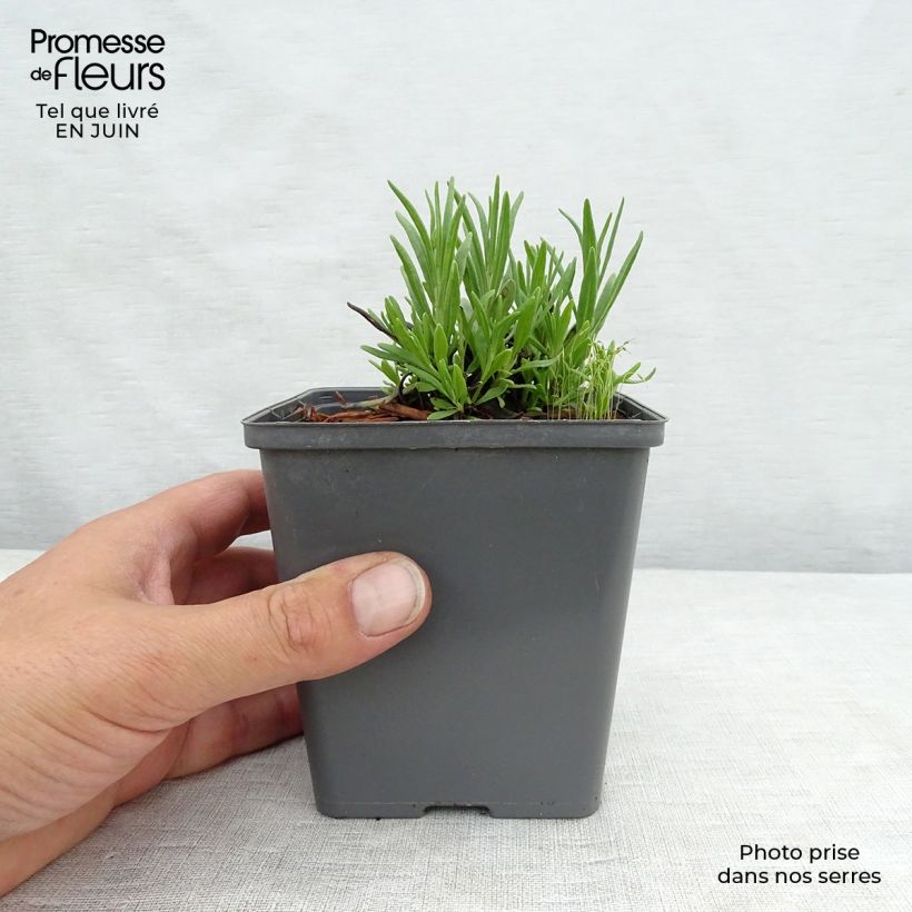 Amostra de Alfazema Arctic Snow - Lavandula angustifolia Vaso de 8/9 cm tal como entregue no verão