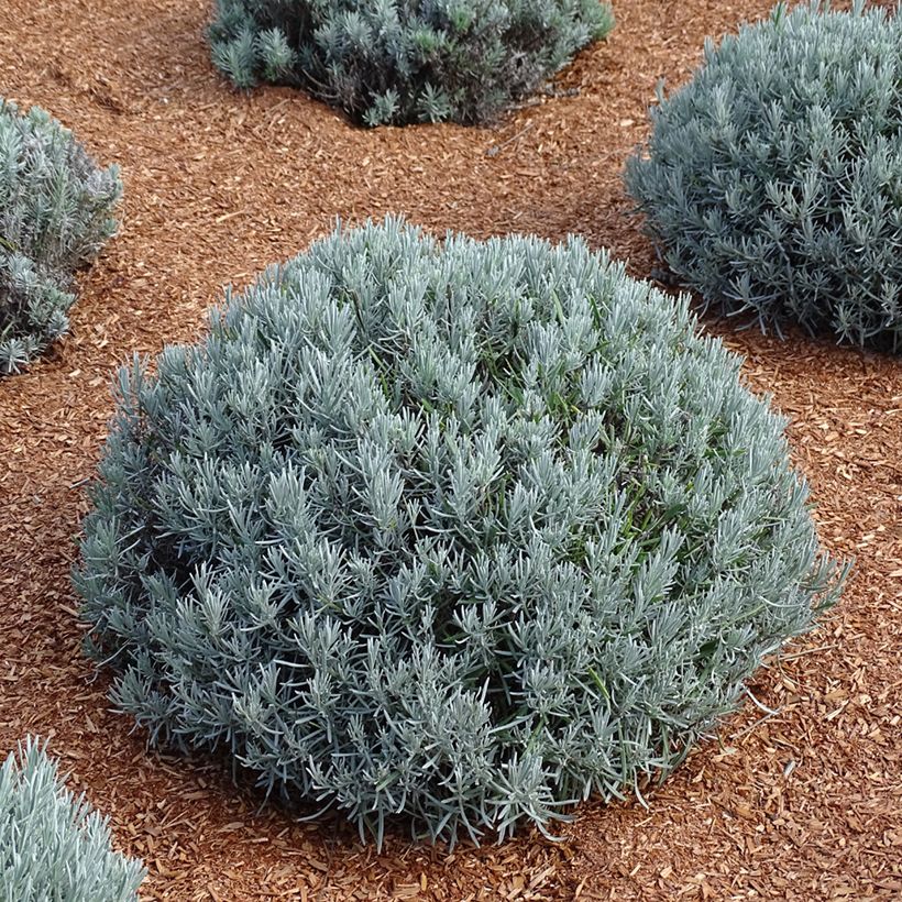 Alfazema Phenomenal Niko - Lavandula intermedia (Hábito)
