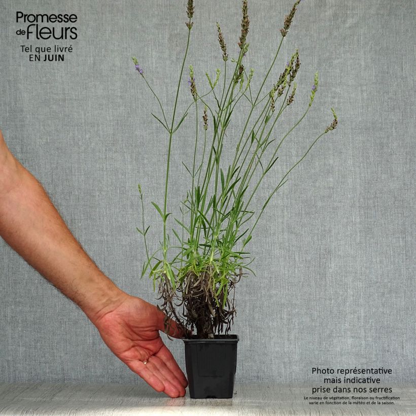 Amostra de Alfazema Phenomenal Niko - Lavandula intermedia Vaso de 8/9 cm tal como entregue no verão