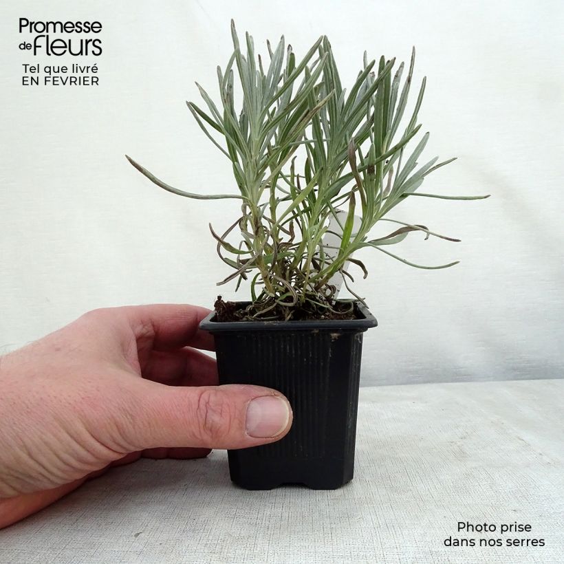 Amostra de Alfazema Phenomenal Niko - Lavandula intermedia Vaso de 8/9 cm tal como entregue no inverno