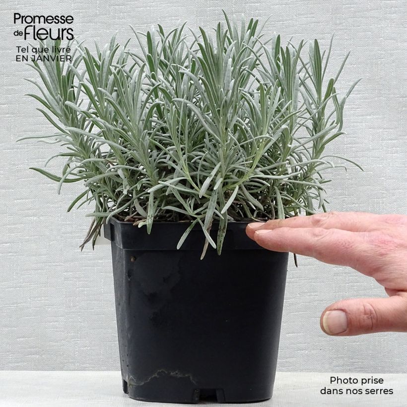Amostra de Alfazema Phenomenal Niko - Lavandula intermedia Vaso de 2 L/3 L tal como entregue no inverno